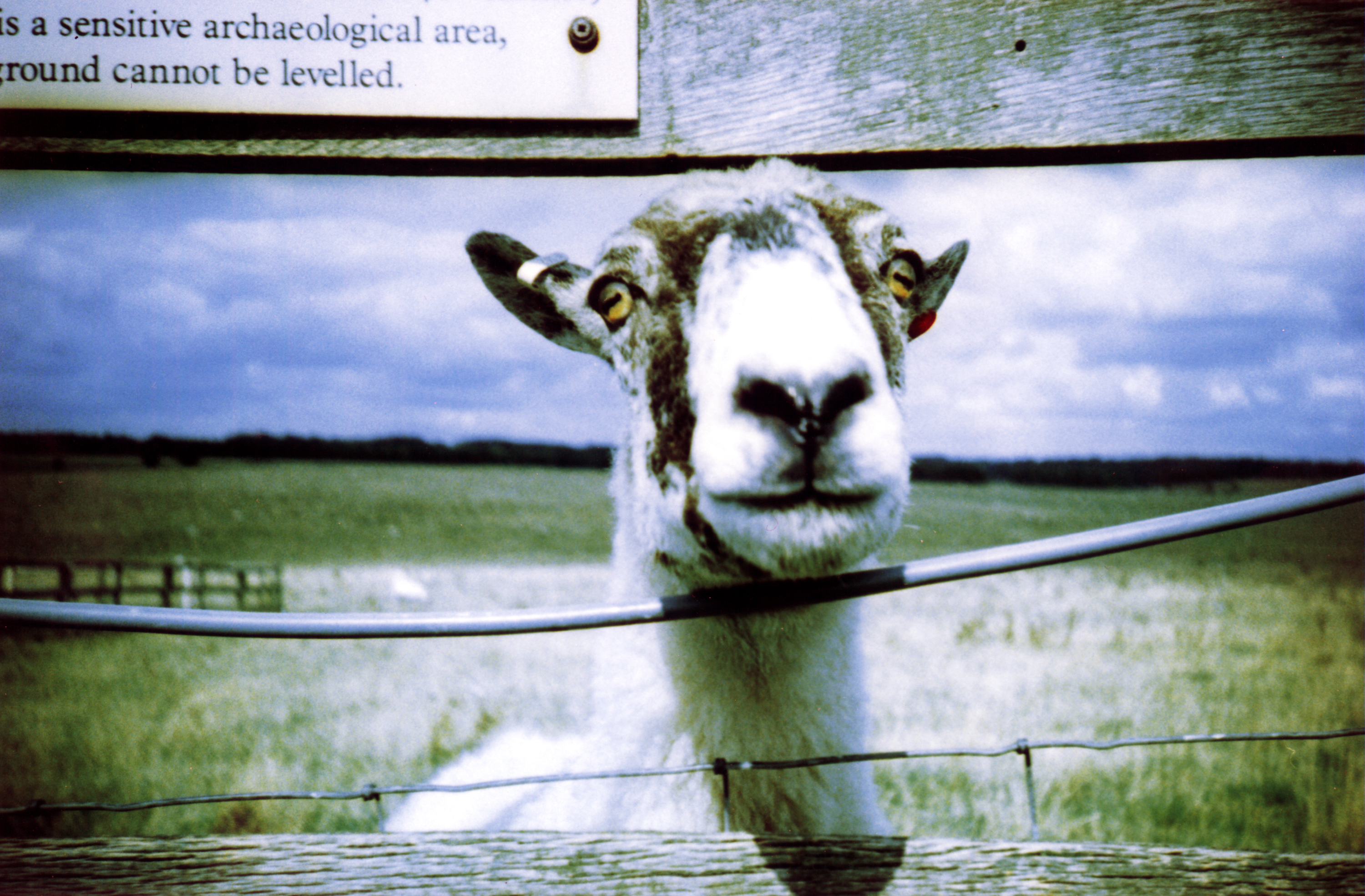 Lomography - Sheep at Stonehenge